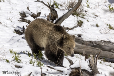 Snow and Cubs YNP May 2025